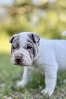 Puppy, a female Chinese Shar-Pei for sale in Suwannee, FL – 2 of 7