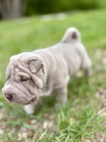 Puppy, a male Chinese Shar-Pei for sale in Suwannee, FL – 5 of 10