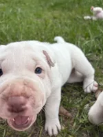Puppy, a female Chinese Shar-Pei for sale in Suwannee, FL – 7 of 10