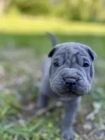 Peanut, a male Chinese Shar-Pei for sale in Suwannee, FL – 2 of 10