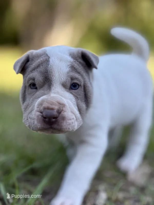 Puppy – Chinese Shar-Pei puppy for sale in Suwannee, FL