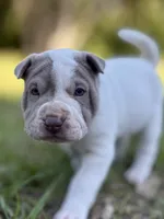 Puppy, a female Chinese Shar-Pei for sale in Suwannee, FL – 1 of 7