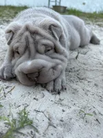 Puppy, a male Chinese Shar-Pei for sale in Suwannee, FL – 10 of 10