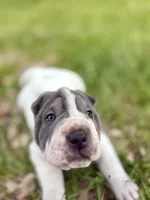 Puppy, a female Chinese Shar-Pei for sale in Suwannee, FL – 2 of 9
