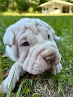 Puppy, a female Chinese Shar-Pei for sale in Suwannee, FL – 9 of 9