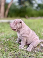Puppy, a male Chinese Shar-Pei for sale in Suwannee, FL – 6 of 10