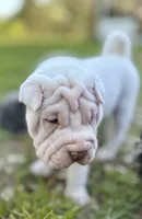 Puppy, a female Chinese Shar-Pei for sale in Suwannee, FL – 1 of 9