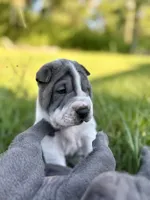 Puppy, a female Chinese Shar-Pei for sale in Suwannee, FL – 4 of 9