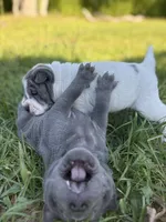 Puppy, a female Chinese Shar-Pei for sale in Suwannee, FL – 7 of 9