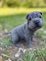 Peanut, a male Chinese Shar-Pei for sale in Suwannee, FL – 6 of 10