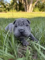 Peanut, a male Chinese Shar-Pei for sale in Suwannee, FL – 10 of 10