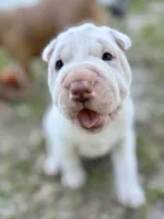 Puppy, a female Chinese Shar-Pei for sale in Suwannee, FL – 5 of 10