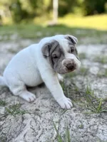 Puppy, a female Chinese Shar-Pei for sale in Suwannee, FL – 7 of 7