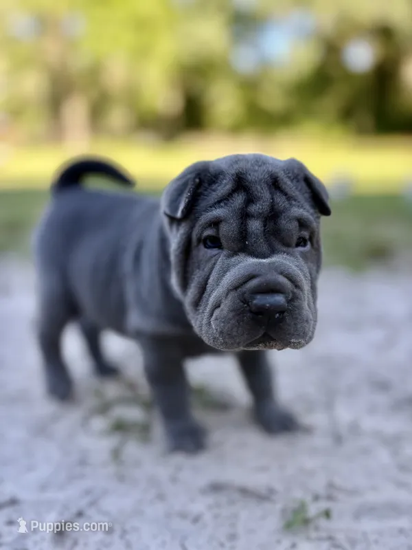 Puppy – Chinese Shar-Pei puppy for sale in Suwannee, FL