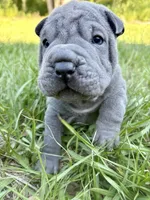 Peanut, a male Chinese Shar-Pei for sale in Suwannee, FL – 9 of 10