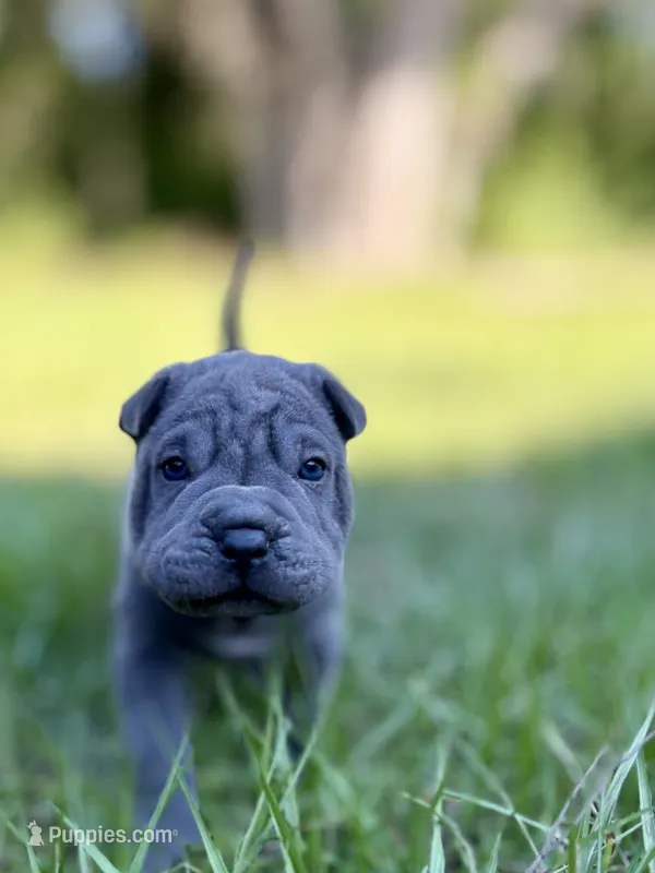 Peanut – Chinese Shar-Pei puppy for sale in Suwannee, FL
