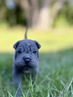 Peanut, a male Chinese Shar-Pei for sale in Suwannee, FL – 1 of 10