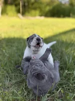 Puppy, a female Chinese Shar-Pei for sale in Suwannee, FL – 9 of 9
