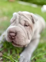 Puppy, a male Chinese Shar-Pei for sale in Suwannee, FL – 2 of 10