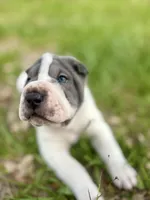 Puppy, a female Chinese Shar-Pei for sale in Suwannee, FL – 3 of 9