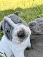 Puppy, a female Chinese Shar-Pei for sale in Suwannee, FL – 8 of 9