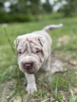 Puppy, a male Chinese Shar-Pei for sale in Suwannee, FL – 3 of 10