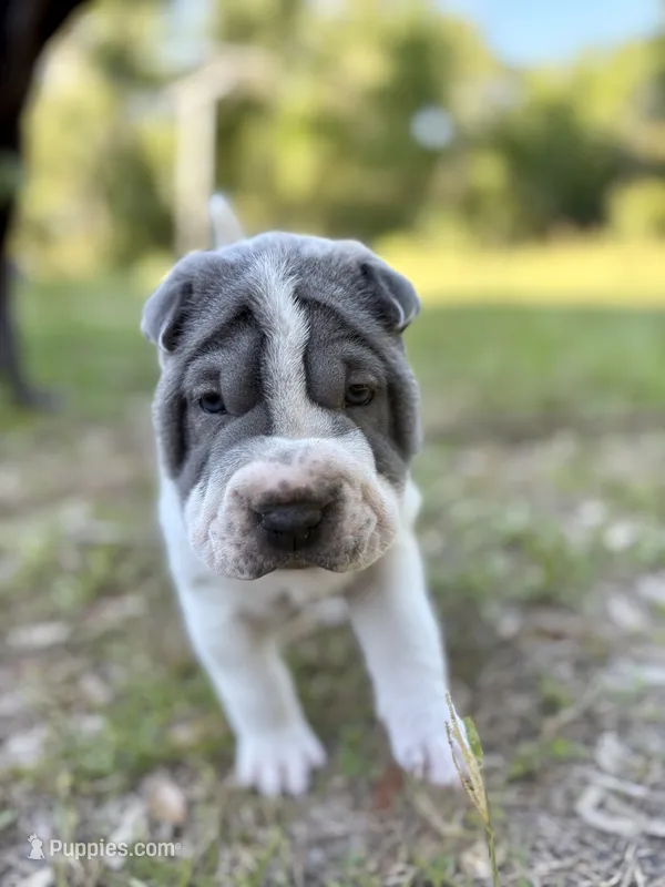 Puppy – Chinese Shar-Pei puppy for sale in Suwannee, FL