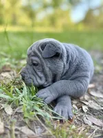 Peanut, a male Chinese Shar-Pei for sale in Suwannee, FL – 7 of 10