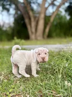 Puppy, a female Chinese Shar-Pei for sale in Suwannee, FL – 7 of 9