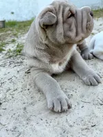 Puppy, a male Chinese Shar-Pei for sale in Suwannee, FL – 8 of 10