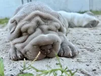 Puppy, a male Chinese Shar-Pei for sale in Suwannee, FL – 9 of 10