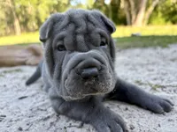 Puppy, a female Chinese Shar-Pei for sale in Suwannee, FL – 5 of 6
