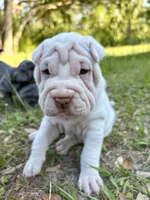 Puppy, a female Chinese Shar-Pei for sale in Suwannee, FL – 8 of 9