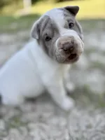 Puppy, a female Chinese Shar-Pei for sale in Suwannee, FL – 4 of 7