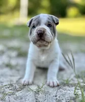 Puppy, a female Chinese Shar-Pei for sale in Suwannee, FL – 5 of 7