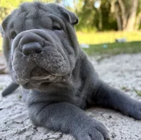 Puppy, a female Chinese Shar-Pei for sale in Suwannee, FL – 3 of 6