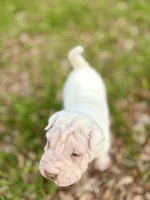 Puppy, a female Chinese Shar-Pei for sale in Suwannee, FL – 3 of 9