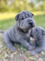Puppy, a female Chinese Shar-Pei for sale in Suwannee, FL – 2 of 6
