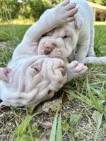 Puppy, a female Chinese Shar-Pei for sale in Suwannee, FL – 9 of 10