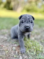 Peanut, a male Chinese Shar-Pei for sale in Suwannee, FL – 4 of 10