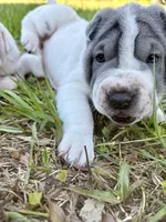 Puppy, a female Chinese Shar-Pei for sale in Suwannee, FL – 6 of 9