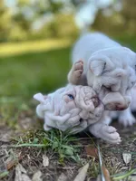 Puppy, a female Chinese Shar-Pei for sale in Suwannee, FL – 6 of 9