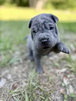 Peanut, a male Chinese Shar-Pei for sale in Suwannee, FL – 3 of 10