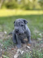 Peanut, a male Chinese Shar-Pei for sale in Suwannee, FL – 5 of 10