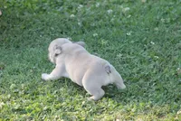 Sissy, a female French Bulldog for sale in Hiwasse, AR – 3 of 7