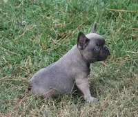 George, a male French Bulldog for sale in Hiwasse, AR – 2 of 5