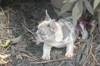 Sissy, a female French Bulldog for sale in Hiwasse, AR – 5 of 9