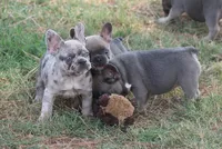 Winnie, a female French Bulldog for sale in Hiwasse, AR – 7 of 9