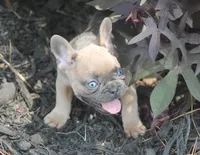 Winnie, a female French Bulldog for sale in Hiwasse, AR – 5 of 9