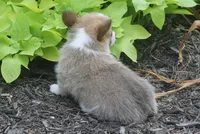 Briggs, a male Pembroke Welsh Corgi for sale in Hiwasse, AR – 4 of 5